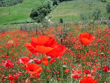 Chambre avec petit djeuner /en/au Scandicci (Firenze) (Firenze)ou appartement ou maison de vacances