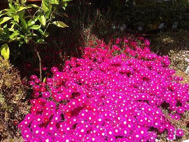 Appartement de vacances /en/au BENAOJAN (Mlaga)ou appartement ou maison de vacances