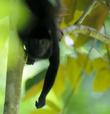 Howlek monker \" Congo\" in the property oct/2014