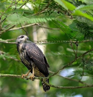 Eagle in the property oct/2014