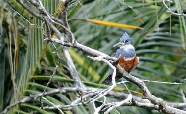 Bird in the property