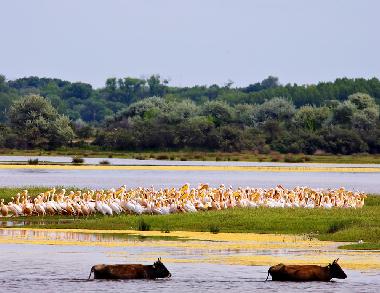 Maison de vacances �/en/au Somova (Tulcea)ou appartement ou maison de vacances