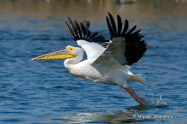 Maison de vacances �/en/au Somova (Tulcea)ou appartement ou maison de vacances