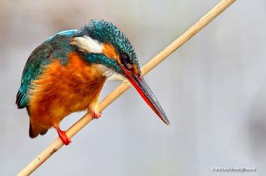 Maison de vacances �/en/au Somova (Tulcea)ou appartement ou maison de vacances