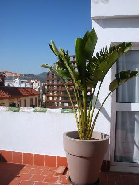 Appartement de vacances /en/au MALAGA (Mlaga)ou appartement ou maison de vacances