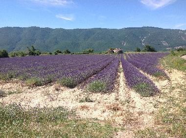 vue Luberon sur champs de lavande