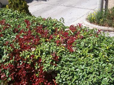 Villa /en/au rafina (Attiki)ou appartement ou maison de vacances