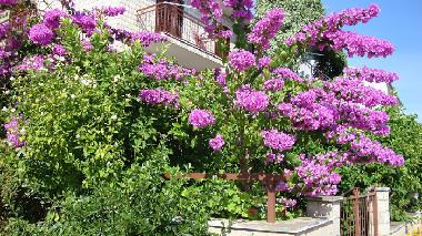 Appartement de vacances �/en/au Stari Grad (Splitsko-Dalmatinska)ou appartement ou maison de vacances