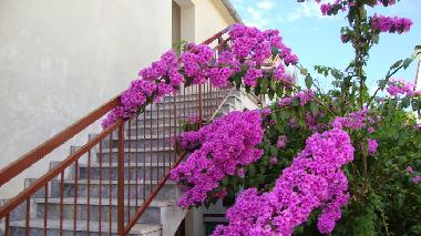 Appartement de vacances �/en/au Stari Grad (Splitsko-Dalmatinska)ou appartement ou maison de vacances