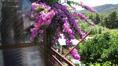 Appartement de vacances �/en/au Stari Grad (Splitsko-Dalmatinska)ou appartement ou maison de vacances