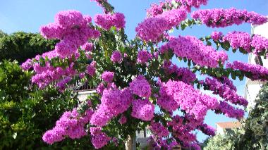 Appartement de vacances �/en/au Stari Grad (Splitsko-Dalmatinska)ou appartement ou maison de vacances