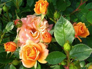 Appartement de vacances �/en/au Stari Grad (Splitsko-Dalmatinska)ou appartement ou maison de vacances