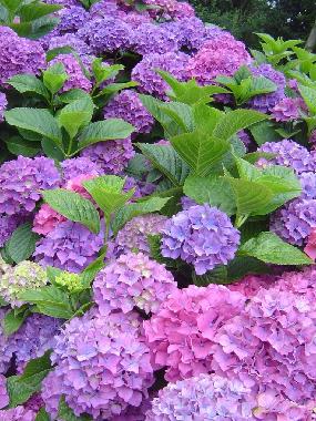 Appartement de vacances �/en/au Stari Grad (Splitsko-Dalmatinska)ou appartement ou maison de vacances