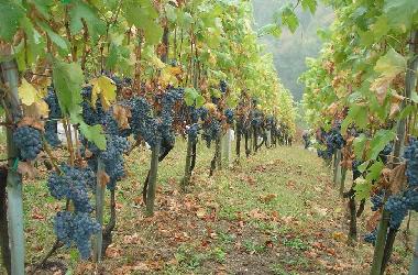 Maison de vacances �/en/au �entrupert (Trebnje)ou appartement ou maison de vacances