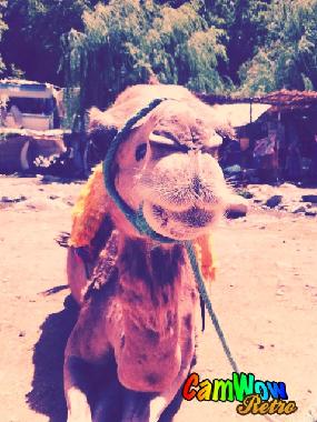 Appartement de vacances �/en/au Marrakech (Marrakech)ou appartement ou maison de vacances