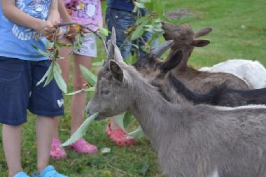 Appartement de vacances /en/au Pianello del Lario (Como)ou appartement ou maison de vacances