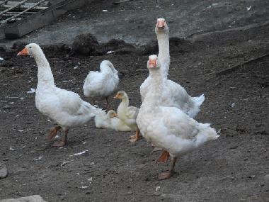 Appartement de vacances /en/au Pianello del Lario (Como)ou appartement ou maison de vacances