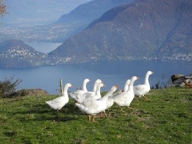 Appartement de vacances /en/au Pianello del Lario (Como)ou appartement ou maison de vacances