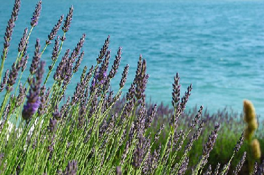 Chalet /en/au Artignosc sur Verdon (Var)ou appartement ou maison de vacances