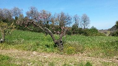 Appartement de vacances /en/au Altidona (Ascoli Piceno)ou appartement ou maison de vacances