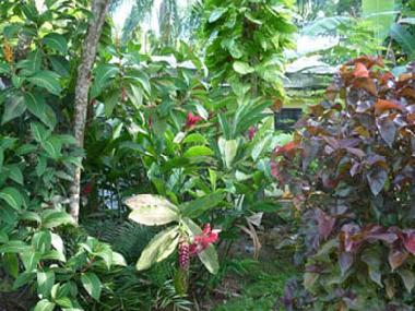 Maison de vacances �/en/au Las Terrenas (Samana)ou appartement ou maison de vacances