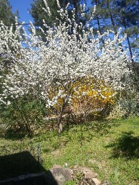 Maison de vacances �/en/au malbosc (Ard�che)ou appartement ou maison de vacances