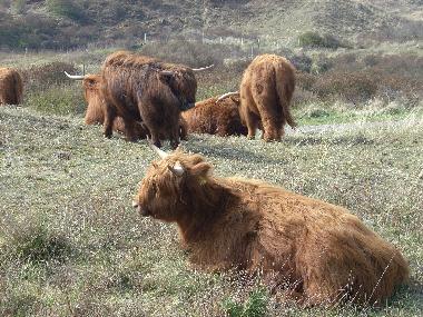 Maison de vacances �/en/au Egmond aan Zee (Noord-Holland)ou appartement ou maison de vacances