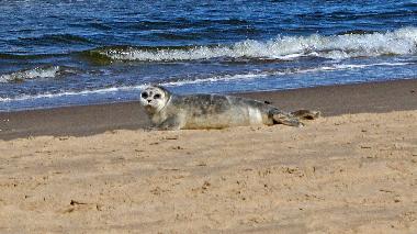 Maison de vacances �/en/au Egmond aan Zee (Noord-Holland)ou appartement ou maison de vacances