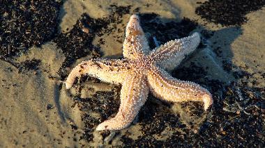 Maison de vacances �/en/au Egmond aan Zee (Noord-Holland)ou appartement ou maison de vacances