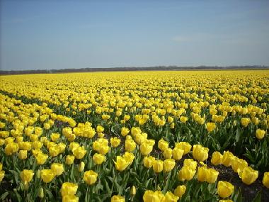 Maison de vacances �/en/au Egmond aan Zee (Noord-Holland)ou appartement ou maison de vacances