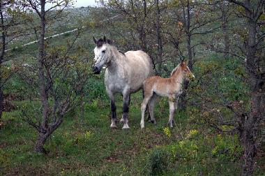 Chambre avec petit djeuner /en/au San Marco in Lamis (Foggia)ou appartement ou maison de vacances