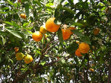 Maison de vacances �/en/au Denia (Alicante / Alacant)ou appartement ou maison de vacances