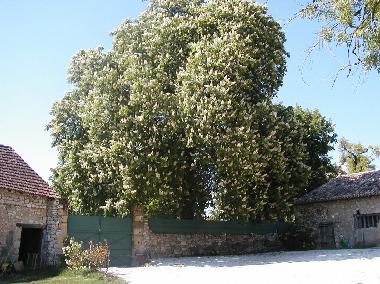 Maison de vacances �/en/au ST AUBIN DE LANQUAIS (Dordogne)ou appartement ou maison de vacances