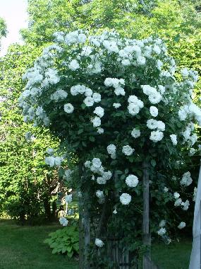 Maison de vacances �/en/au ST AUBIN DE LANQUAIS (Dordogne)ou appartement ou maison de vacances