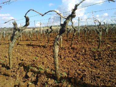 Appartement de vacances /en/au Vinjan (Istarska)ou appartement ou maison de vacances