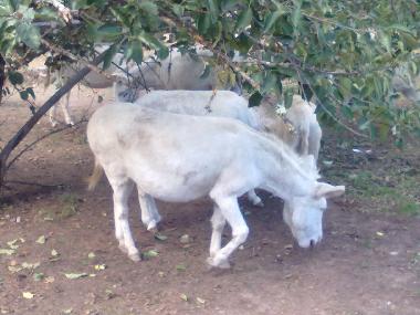 Appartement de vacances �/en/au Cabras (Oristano)ou appartement ou maison de vacances