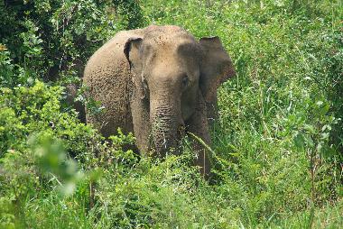 Maison de vacances /en/au Habaraduwa (Galle)ou appartement ou maison de vacances