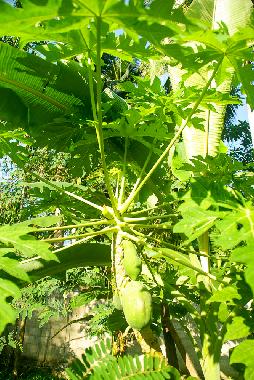 Maison de vacances /en/au Habaraduwa (Galle)ou appartement ou maison de vacances