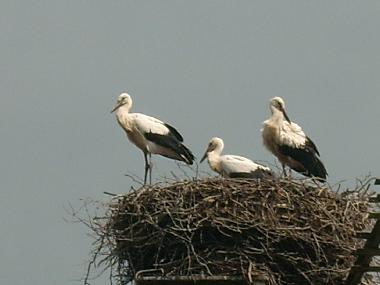 Appartement de vacances �/en/au Luebben (Dahme-Spreewald)ou appartement ou maison de vacances