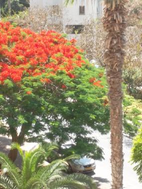 Appartement de vacances �/en/au Netanya (HaMerkaz (Central))ou appartement ou maison de vacances