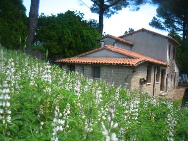 MAISON DES PINS, vue de l