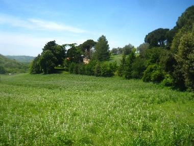 Vue du champ. Les maisons sont derrire la rue borde d