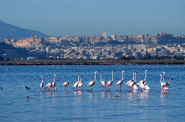 Appartement de vacances /en/au Quartu (Cagliari)ou appartement ou maison de vacances
