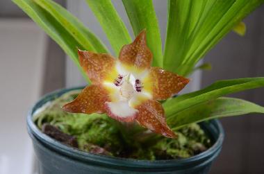 Maison de vacances �/en/au Turrialba (Cartago)ou appartement ou maison de vacances