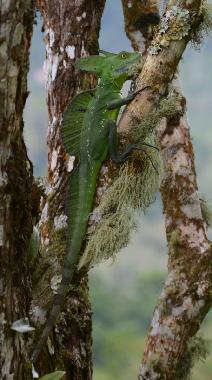 Maison de vacances �/en/au Turrialba (Cartago)ou appartement ou maison de vacances