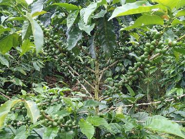 Maison de vacances �/en/au Turrialba (Cartago)ou appartement ou maison de vacances