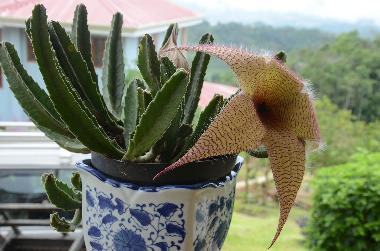 Maison de vacances �/en/au Turrialba (Cartago)ou appartement ou maison de vacances