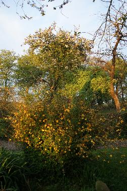 Maison de vacances /en/au BRETTEVILLE DU GRAND CAUX (Seine-Maritime)ou appartement ou maison de vacances