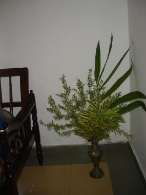 Chambre avec petit d�jeuner �/en/au Hikkaduwa (Galle)ou appartement ou maison de vacances