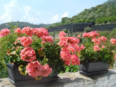 Appartement de vacances /en/au dolceacqua (Imperia)ou appartement ou maison de vacances